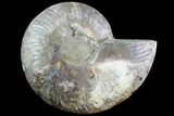 Agatized Ammonite Fossil (Half) - Agatized #91175-1